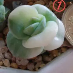 多肉植物 ①ラブリーローズ錦白班入り おちび苗抜き苗