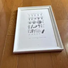 植物画 ホワイトフォトフレームc