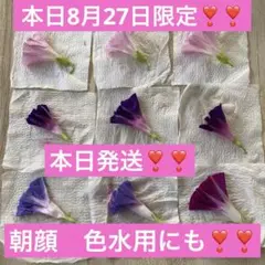 本日8月27日限定❣️❣️朝顔 色水用 乾燥朝顔花材 9枚セット