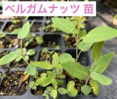 2025年最新】ユーカリ 苗 ガムの人気アイテム - メルカリ