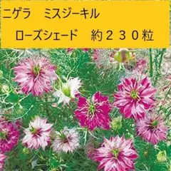 【花の種】ニゲラ ミスジーキルローズシェード 1.25ml 約230粒