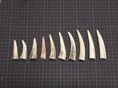 2025-116 先端角10本セット☆鹿の角☆シカの角☆工作素材