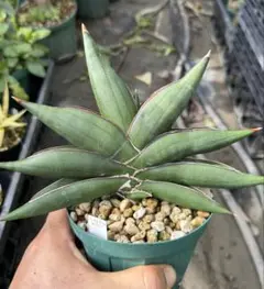 サンスベリア サワディ斑入　S.Sawadee V サンセベリア サワディー 斑入 「Sansevieria Sawasdee variegate