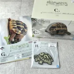 爬虫類 両生類 1番くじ C賞 ヘルマンリクガメ 部屋んぽver. カメセット