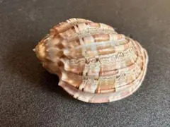 カワムラショクコウラ　8.8cm 貝殻