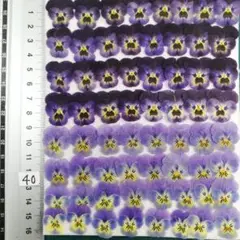 小　ビオラ　2.5cm以下 No40　押し花 押し花素材　＠799