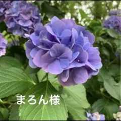 まろん様