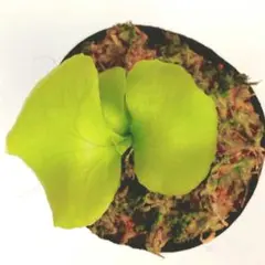 リドレイ　pakarang パカラン　ビカクシダ　5個セット P. ridleyi Pakarang | naturefix
