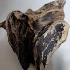 自然な流木