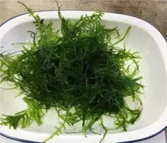 ☆送料無料! 無農薬 南米ウィローモス 10g 稚エビの隠れ家に!