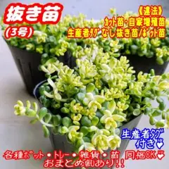 【抜き苗】斑入りタイトゴメ 多肉植物 セダム 紅葉 プレステラ プラ鉢
