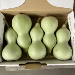 生ひょうたん 5個セット 採れたて緑色