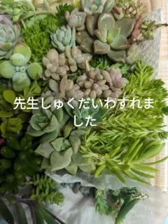 せんせいしゅくだいわすれました