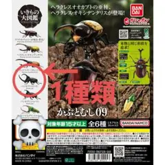 ガチャ　いきもの大図鑑かぶとむし09　05パンカブト(ロング)　1種類