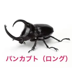 いきもの大図鑑　かぶとむし09 パンカブト（ロング）単品　（カプセル版）②
