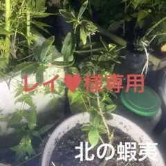 2025年最新】ハスカップ苗の人気アイテム - メルカリ