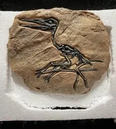 翼竜の化石風置物　幅20.5㎝×高さ19㎝　ランフォリンクス？　プテラノドン？