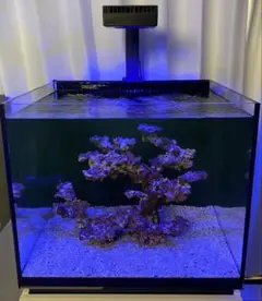 2025年最新】redsea reeferの人気アイテム - メルカリ