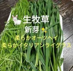 Item thumbnail for item 1309751e-277d-4167-81d7-38608ee70362