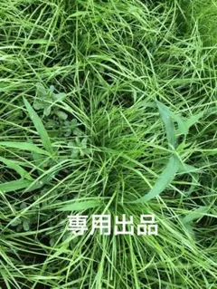 Item thumbnail for item f218c460-f31b-460a-8e90-ce521eba88f0