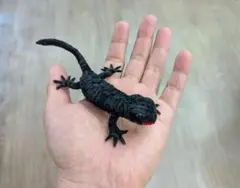 人気のモールアカハライモリ君