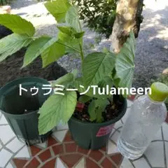 2025年最新】トゥラミーンの人気アイテム - メルカリ