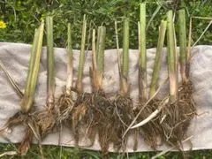 2025年最新】マコモダケ苗の人気アイテム - メルカリ