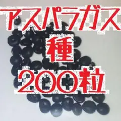 アスパラガス 種 200粒 栽培用 自然交配