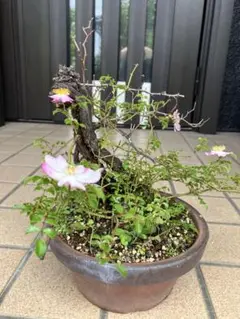 ちい　ラブリーローズ 鉢ごと そのまま メルカリ便 多肉植物カット苗♡ラブリーローズ♡ポット内全部♡ - メルカリ