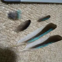 鳥の羽根 ⭐️アオムネショウビン 羽根
