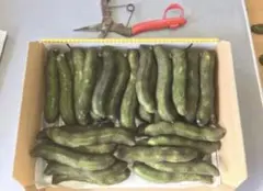 ムクナ豆(インド産)枝豆約1kg