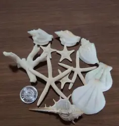 スターフィッシュ 貝殻シンプルセット