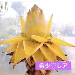 【２本セット】★チュウキンレン★苗　特大サイズ　地湧金蓮 チュウキンレン 苗 販売 苗木部 By 花ひろばオンライン