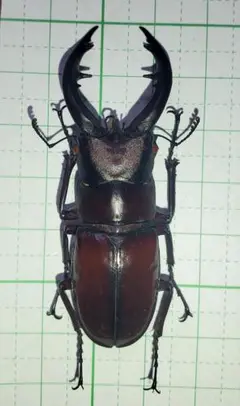 トカラノコギリクワガタ 規制前採集品 59ミリ