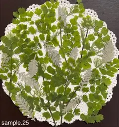 みどりの葉物☆押し花素材☆花材