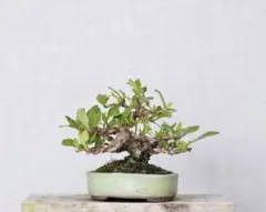 ウラオニ341 盆栽　盆栽鉢　植木鉢　和鉢　祥石 Yahoo!オークション -「祥石 鉢」の落札相場・落札価格