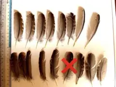 エゾライチョウの羽 羽根 野鳥