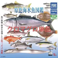 原色海水魚図鑑 クロマグロ