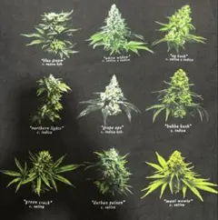 HUF マリファナ　大麻tシャツ　ブラックM 古着