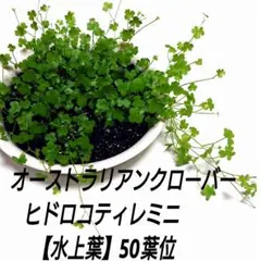 オーストラリアンクローバーヒドロコティレミニ【水上葉】50葉位‼️