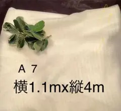 A 7 チュールレース