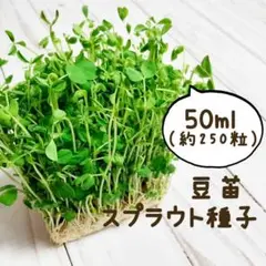 豆苗 スプラウト種子50ml【約250粒】