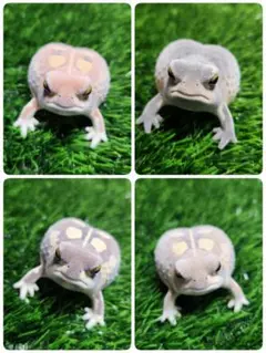 土まみれのフクラガエル4種コンプリート