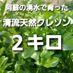 2キロ 阿蘇の湧水で育った清流天然クレソン