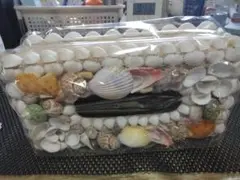 貝殻装飾ティッシュボックス