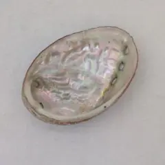 アワビの貝殻