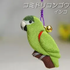 コミドリコンゴウインコ