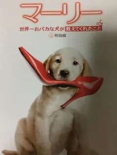 映画DVDマーリー