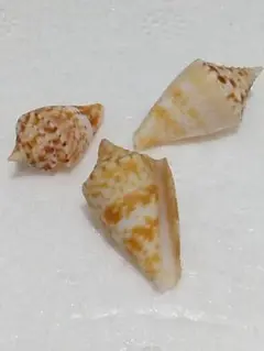 微小貝⑨ メメイモ(イモガイ科)
