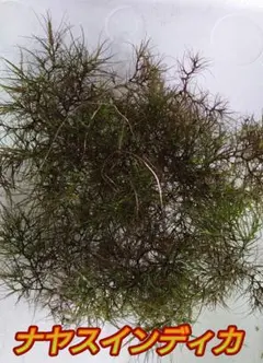 ナヤスインディカ 水中葉 5パック分